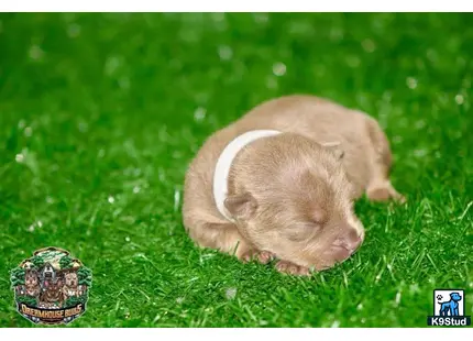 a guinea pig in grass